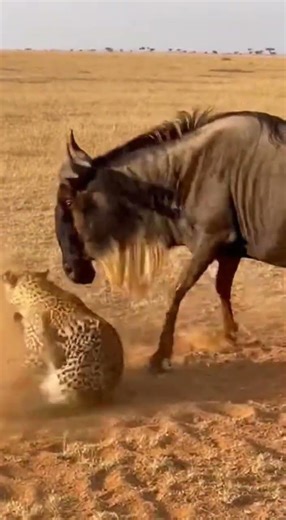 UNREAL STRENGTH! Leopard vs. Wildebeest Mother - Who Wins? 🐆 #wildlife #wildlifeencounters #animals