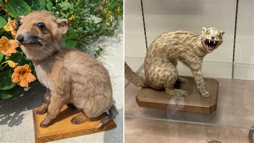 These Terrible Taxidermy Fails Are Slightly Unnerving But Also Hilarious