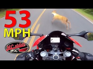 Rider HITS deer at speed! See it - Avoid it