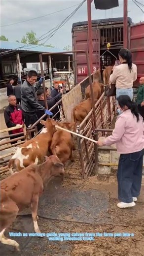 Loading Calves onto a Livestock Truck at the Farm