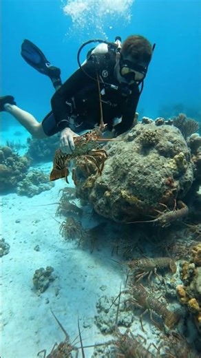 Catching a MONSTER Lobster! 🦞😱 #Shorts