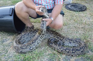 Update: Python easily capable of killing a young child caught near yard | Northern Natal News
