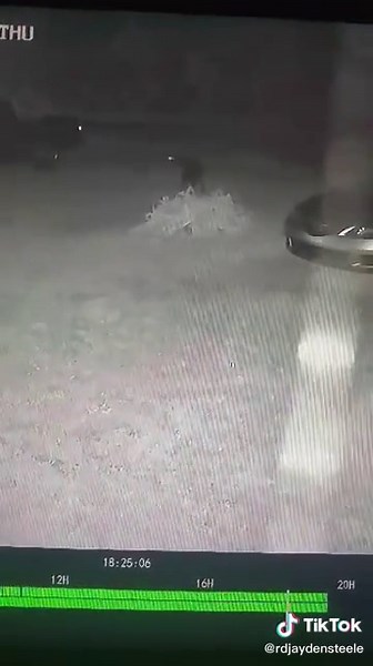 Real Hellhound Sighting: Live Footage Reveals Spooky Encounter