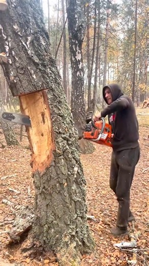 7K views · 24 reactions | Cutting through challenges, one log at a time. 漢 #ChainsawLife #chainsawwork #woodcutting #forestlife #hardwork #timbercutting | LumberJack Zu | Facebook