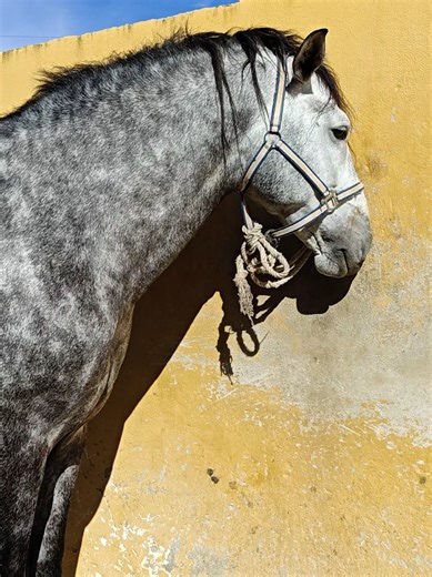 Meet Apollo, the Stunning 175 cm Andalusian Stallion