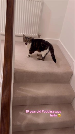 Meet Pudding: The 19-Year-Old Talking Cat