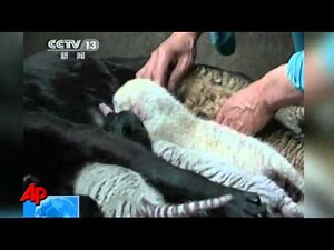 Raw Video: Dog Nurses Rare Chinese Liger Cubs