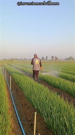 Buenos Días 🌍 Good morning सुबह बख़ैर Доброе утро おはようございます 早上好 좋은 아침 Goeie more Günaydın Selamat pagi Bonjour Buon giorno Bom Dia صباح الخير 🌱🚜 🤠🌞 💚 @inversioneselvillorro 💚 #inversioneselvillorro #buenosdias #goodmorning #fumigacion #job