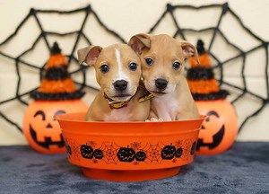 Fireworks Making Your Dog Barking Mad? Try These Four Tips