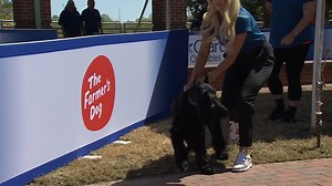 Kora made a BIG splash! 💦 See more diving dogs today on ESPN 2 at 4pm ET. | American Kennel Club