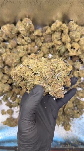 Pink Kush Strain 🩷