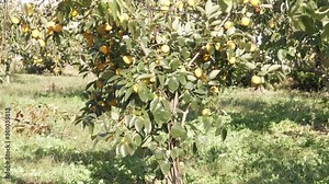 Persimmon tree. Persimmon farm in Japan countryside.