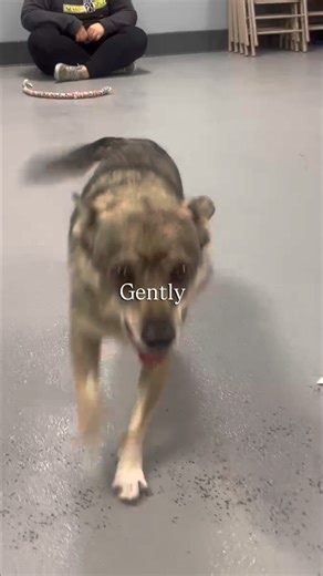 270 reactions · 9 comments | Balto deserves a chance to finally feel...