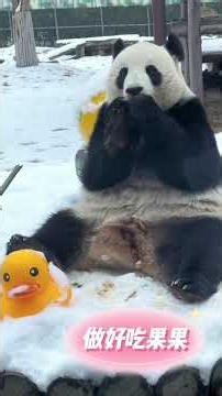 ❄️🐼Giant Panda's Winter Feast Snow, Snack, and the Surveillance of the Yellow Rubber Duck #panda