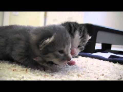 Kittens update (1 week old)