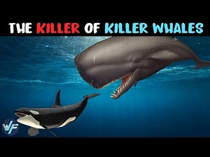SPERM WHALE - The Monster That Comes After Killer Whales