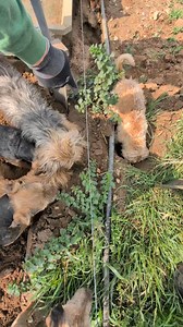 Tiny terriers Albert - Norfolk type and Tawny - Norfolk showcase their marking skills! | Suffolk and Norfolk rat pack