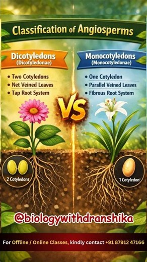 Classification of Angiosperms 🌸 #classification #angiosperms #floweringplants #monocot #dicot