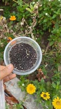 How to collect amaranth seeds. #gardening