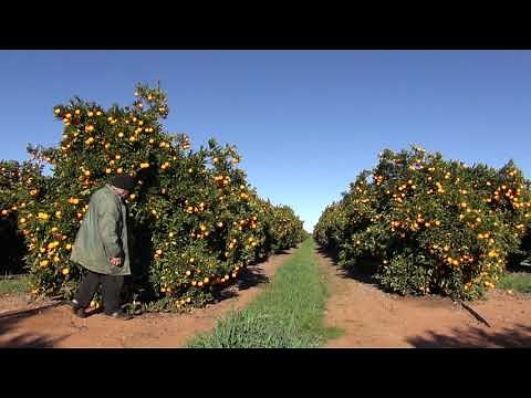 Dwarfing citrus trees using viroids