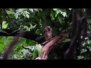 Erdei fülesbagoly fióka hívó hang (Long-eared owl juvenile call)