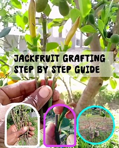 Jackfruit grafting step by step guide #tree #grafting #jackfruit | Maftahul Rashel