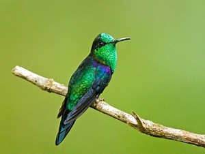 Green crowned woodnymph - Alchetron, the free social encyclopedia
