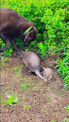 Dog Discovers Baby Armadillos In Yard #Dog #Armadillo #Cute
