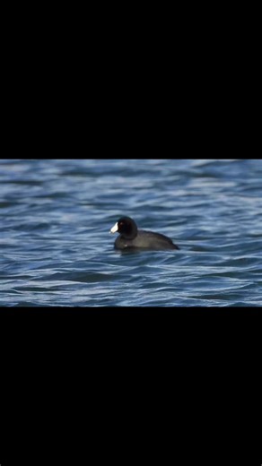 World Migratory Bird Day 2025 Theme: “Shared Spaces: Creating Bird-friendly Cities and Communities“ How do you support bird-friendly shared spaces in your own simple way? Drop your comments in the comment section box⬇️ #WorldMigratoryBirdDay #environmentfortheamericas #eftaintern #birds #conservationmatters | Birding Here & There