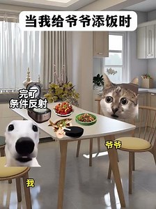 #猫meme小剧场 #猫meme #猫meme搞笑剧情 #猫meme剧场