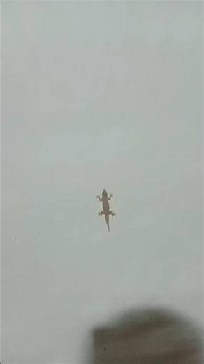 Lizard Sound #lizards #lizardsound #shorts