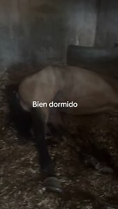 4K views · 513 reactions | Alvaro Rodriguez on Reels | Facebook