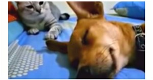 Dog Farts While Sleeping And “Cat’s Comeback” Had Audiences Going Wild