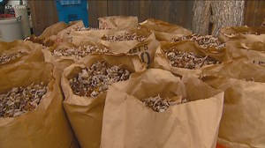 Crews having trouble keeping up with leaf collection