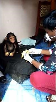 Rescued baby chimp