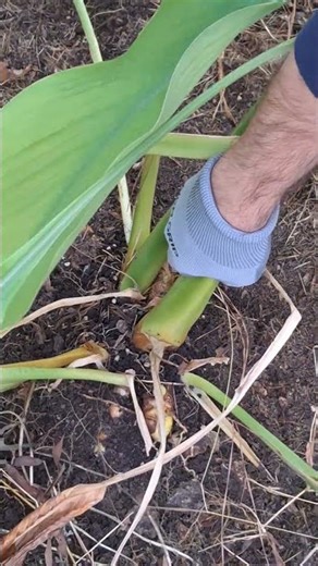 Harvesting Turmeric Plant Roots #gardening