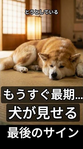 【涙注意】犬が亡くなる前に見せる最後のサイン3選…見逃さないでください #分離不安 #柴犬 #犬のいる生活