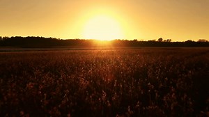 Sunrise, Sun, Sunshine. Free Stock Video