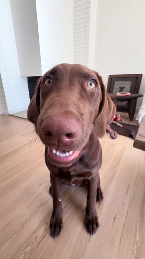 Brownie Enjoys Her Favorite Snack - ASMR Delight