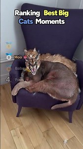 Ranking BEST BIG CAT Core Moments!! 🐯😂