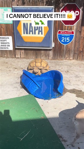I actually got it on film!! #africansulcata #dinosaur #bulldozer #water #sunnyday