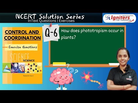 How does phototropism occur in plants?
