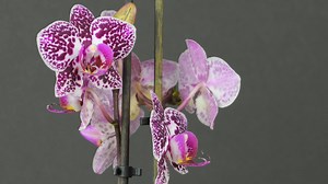 Blooming Orchid 😍 | Garden Lovers Club