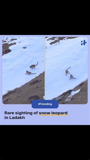 Witness the mesmerizing sight of snow leopards in Ladakh's Zanskar region. Often referred to as the "ghosts of the mountains," these elusive creatures have left everyone in awe. 🐾✨ Captured and shared by the talented tour operator Tashi Tsewang, this video brings you closer to the mysterious world of these magnificent cats. Don't miss out on this once-in-a-lifetime opportunity to witness nature's wonders! 🖥️ Watch now and share the magic!#snowleopard #snowleopardsofinstagram #snowleopardcub #s