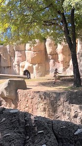 Zoo Worker Trapped by Gorilla #reel #shorts #viral. | Historical Lens