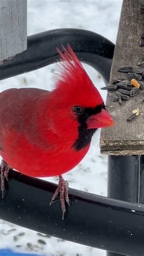 Red cardinal ❤️#backyard#nature#birds