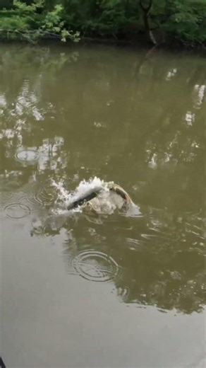 Musky Goes Airborne to Eat my Fly Boatside