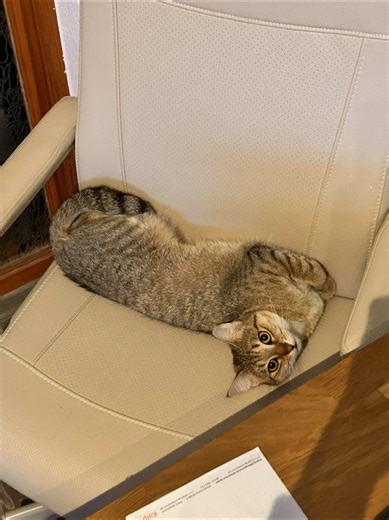 Mimi the Cat's Hilarious Water Heist