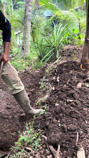 Terracing in sloping garden #ASMR #banana #gardening #organicgarden #terracegarden