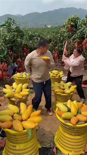 #fruit #farming #garden